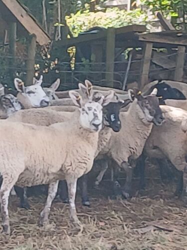 10 SUFFOLK X SHEARLING EWES - BIDS PER LIFE