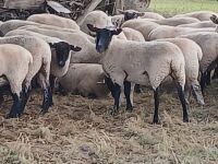 10 SUFFOLK X SHEARLING EWES - BIDS PER LIFE - 2