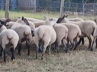 10 SUFFOLK X SHEARLING EWES - BIDS PER LIFE - 4