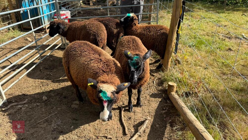 5 MERINO X EWE LAMBS - BIDS PER LIFE