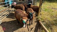 5 MERINO X EWE LAMBS - BIDS PER LIFE