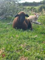 5 MERINO X EWE LAMBS - BIDS PER LIFE - 2