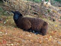5 MERINO X EWE LAMBS - BIDS PER LIFE - 3