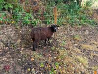 5 MERINO X EWE LAMBS - BIDS PER LIFE - 4