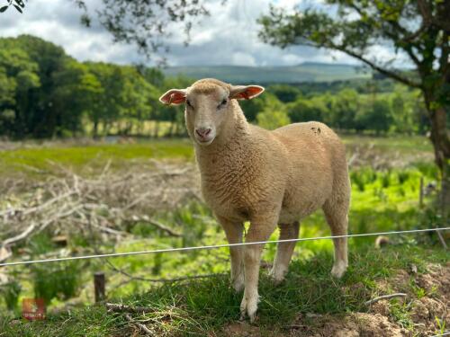 6 MERINO X EWE LAMBS - BIDS PER LIFE