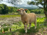 6 MERINO X EWE LAMBS - BIDS PER LIFE