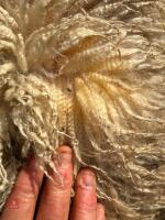 6 MERINO X EWE LAMBS - BIDS PER LIFE - 4
