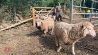 6 MERINO X EWE LAMBS - BIDS PER LIFE - 5