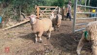 6 MERINO X EWE LAMBS - BIDS PER LIFE - 6
