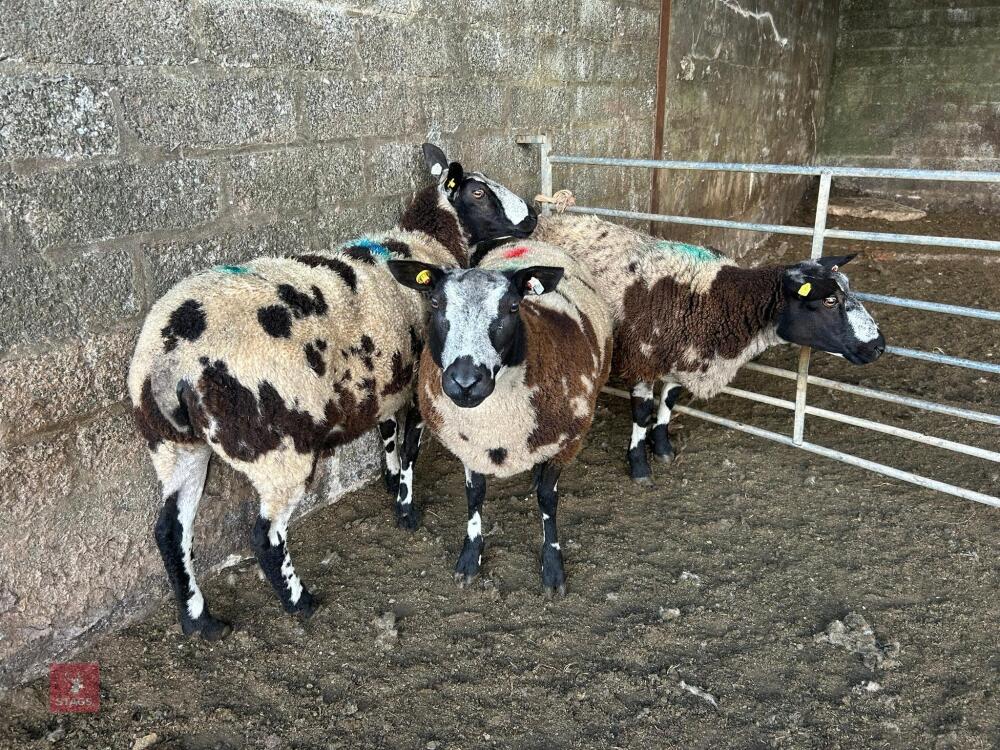 3 PEDIGREE DUTCH SPOTTED SHEARLING EWES - BIDS PER LIFE