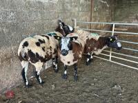 3 PEDIGREE DUTCH SPOTTED SHEARLING EWES - BIDS PER LIFE