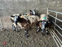 3 PEDIGREE DUTCH SPOTTED SHEARLING EWES - BIDS PER LIFE - 2