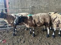 3 PEDIGREE DUTCH SPOTTED SHEARLING EWES - BIDS PER LIFE - 3