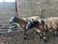 3 PEDIGREE DUTCH SPOTTED SHEARLING EWES - BIDS PER LIFE - 4