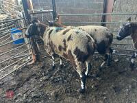 3 PEDIGREE DUTCH SPOTTED SHEARLING EWES - BIDS PER LIFE - 5
