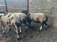 3 PEDIGREE DUTCH SPOTTED SHEARLING EWES - BIDS PER LIFE - 6