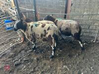 3 PEDIGREE DUTCH SPOTTED SHEARLING EWES - BIDS PER LIFE - 7