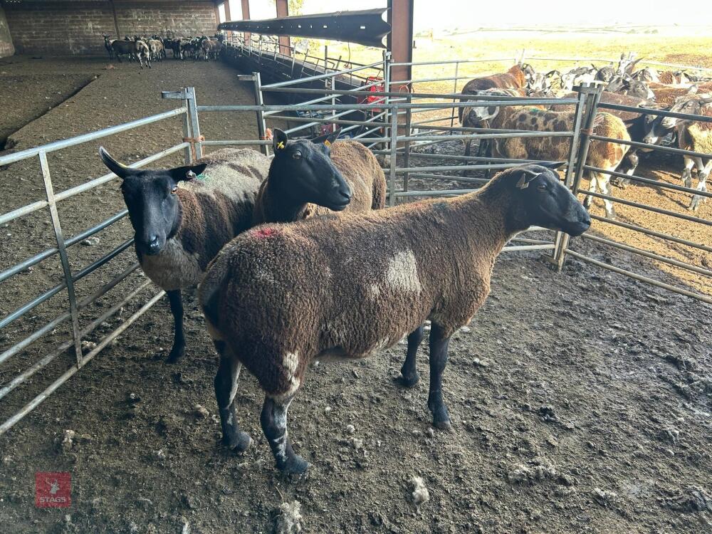 3 PEDIGREE DUTCH SPOTTED SHEARLING EWES - BIDS PER LIFE