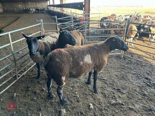 3 PEDIGREE DUTCH SPOTTED SHEARLING EWES - BIDS PER LIFE