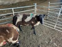 3 PEDIGREE DUTCH SPOTTED SHEARLING EWES - BIDS PER LIFE - 4