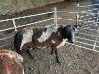 3 PEDIGREE DUTCH SPOTTED SHEARLING EWES - BIDS PER LIFE - 5