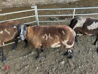 3 PEDIGREE DUTCH SPOTTED SHEARLING EWES - BIDS PER LIFE - 6