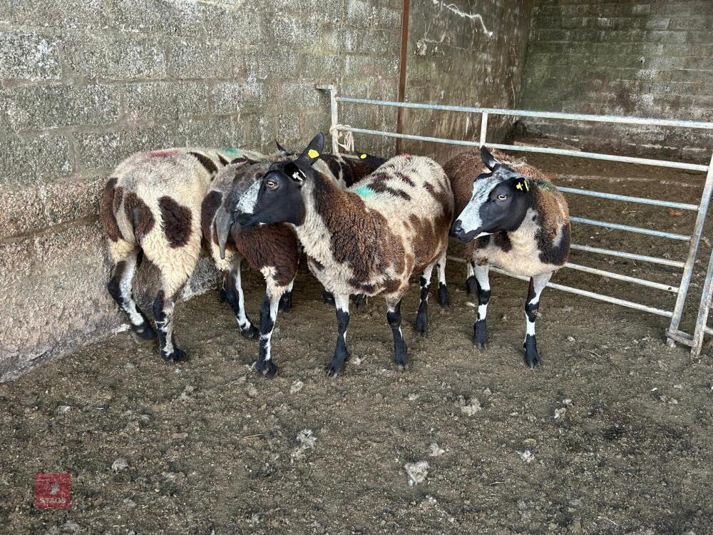 4 PEDIGREE DUTCH SPOTTED EWES - BIDS PER LIFE