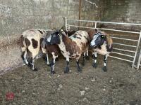 4 PEDIGREE DUTCH SPOTTED EWES - BIDS PER LIFE
