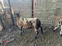 4 PEDIGREE DUTCH SPOTTED EWES - BIDS PER LIFE - 3