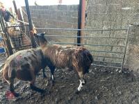 4 PEDIGREE DUTCH SPOTTED EWES - BIDS PER LIFE - 4