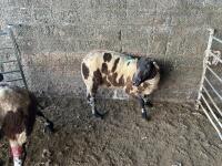 4 PEDIGREE DUTCH SPOTTED EWES - BIDS PER LIFE - 5