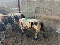 4 PEDIGREE DUTCH SPOTTED EWES - BIDS PER LIFE - 6