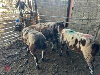 4 PEDIGREE DUTCH SPOTTED EWES - BIDS PER LIFE - 7