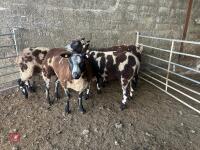 4 PEDIGREE DUTCH SPOTTED SHEARLING EWES - BIDS PER LIFE