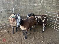 4 PEDIGREE DUTCH SPOTTED SHEARLING EWES - BIDS PER LIFE - 2