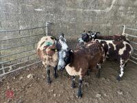 4 PEDIGREE DUTCH SPOTTED SHEARLING EWES - BIDS PER LIFE - 3