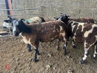 4 PEDIGREE DUTCH SPOTTED SHEARLING EWES - BIDS PER LIFE - 4
