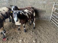 4 PEDIGREE DUTCH SPOTTED SHEARLING EWES - BIDS PER LIFE - 5
