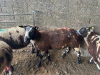 4 PEDIGREE DUTCH SPOTTED SHEARLING EWES - BIDS PER LIFE - 6