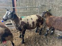4 PEDIGREE DUTCH SPOTTED SHEARLING EWES - BIDS PER LIFE - 7