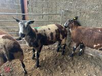 4 PEDIGREE DUTCH SPOTTED SHEARLING EWES - BIDS PER LIFE - 8