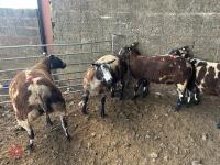 4 PEDIGREE DUTCH SPOTTED SHEARLING EWES - BIDS PER LIFE - 10