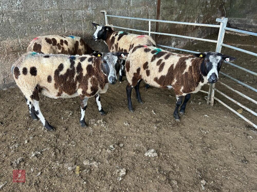 4 PEDIGREE DUTCH SPOTTED SHEARLING EWES - BIDS PER LIFE