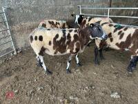 4 PEDIGREE DUTCH SPOTTED SHEARLING EWES - BIDS PER LIFE - 2