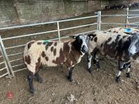 4 PEDIGREE DUTCH SPOTTED SHEARLING EWES - BIDS PER LIFE - 7