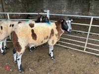 2 PEDIGREE DUTCH SPOTTED SHEARLING EWES - BIDS PER LIFE - 3