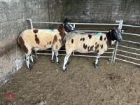 2 PEDIGREE DUTCH SPOTTED SHEARLING EWES - BIDS PER LIFE - 4