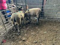 2 PEDIGREE DUTCH SPOTTED SHEARLING EWES - BIDS PER LIFE - 8