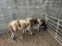 2 PEDIGREE DUTCH SPOTTED SHEARLING EWES - BIDS PER LIFE - 11