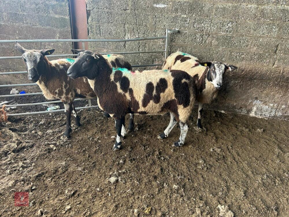 3 PEDIGREE DUTCH SPOTTED SHEARLING EWES - BIDS PER LIFE